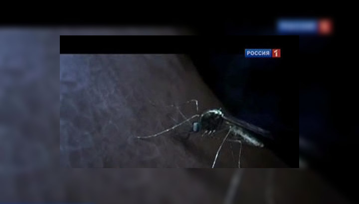В Волгограде растет число жертв "комариной" лихорадки