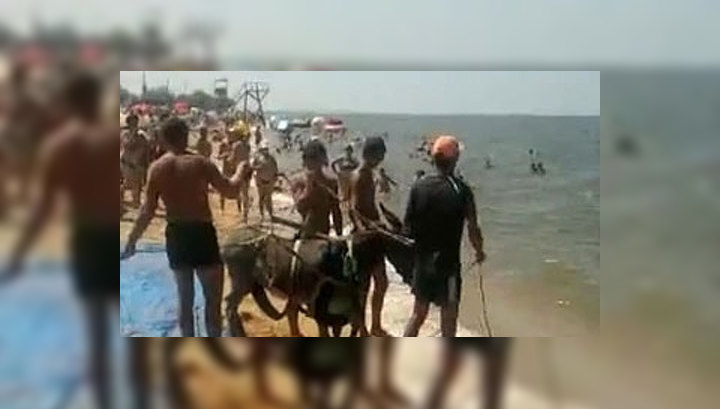 В Краснодарском крае расследуют дело летающего осла