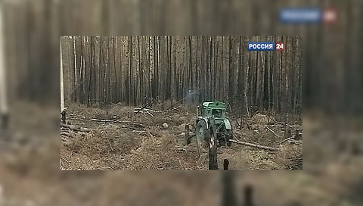 Бактерии помогут растить леса на пепелищах