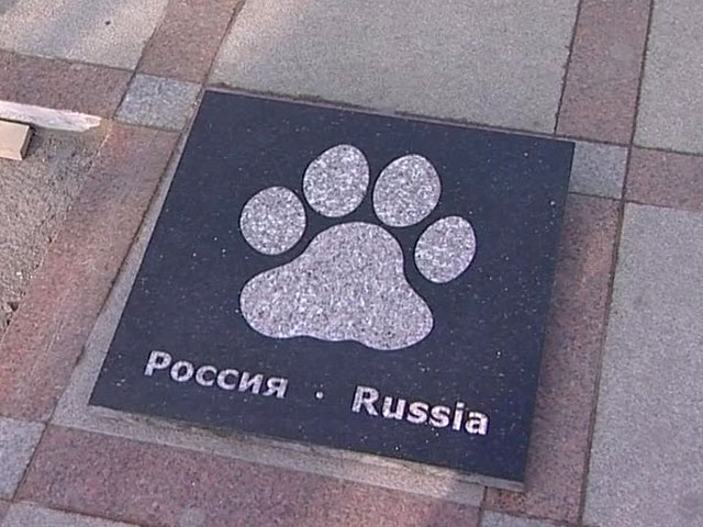 В Петербурге всем миром спасают тигров от истребления