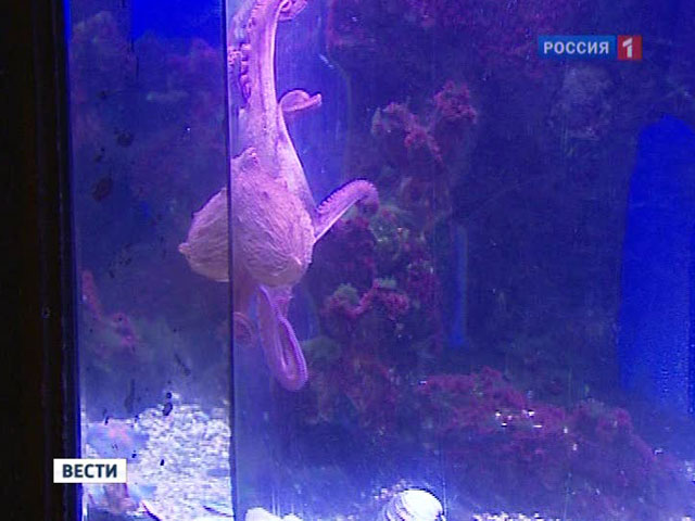 В Московском зоопарке поселился редкий осьминог