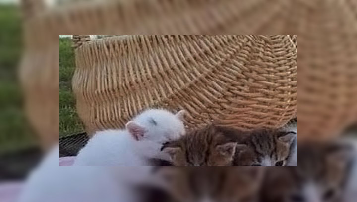 Тюменец по фамилии Котов осужден за циничное убийство двух котят