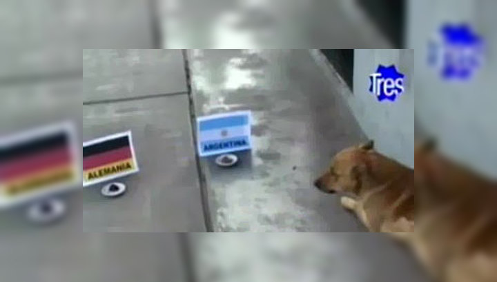 Футбольные болельщики гадают на собаках и черепахах