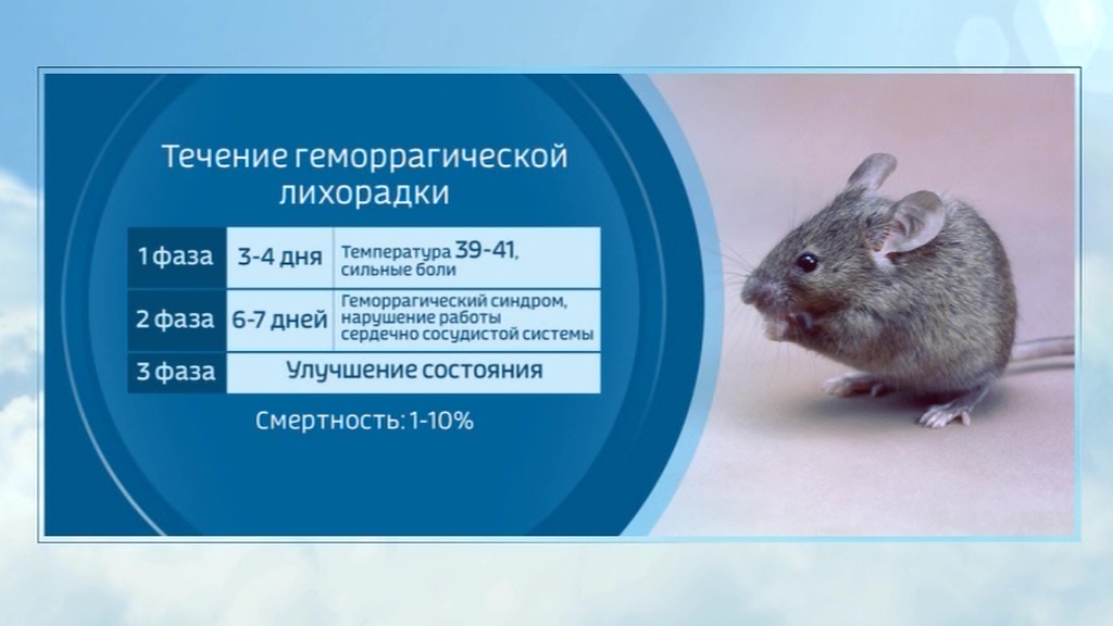 У COVID-19 появился подражатель? Крысиный хантавирус начал убивать