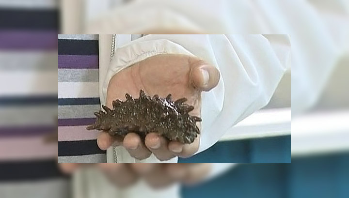 Как выращивают "морские огурцы"