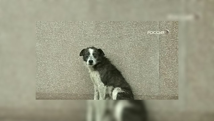 Подростки убили мужчину, который съел их собаку