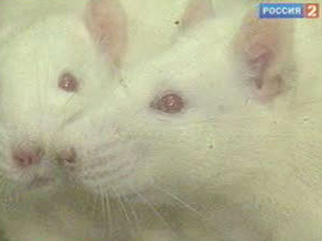 Вечная молодость уже доступна мышам
