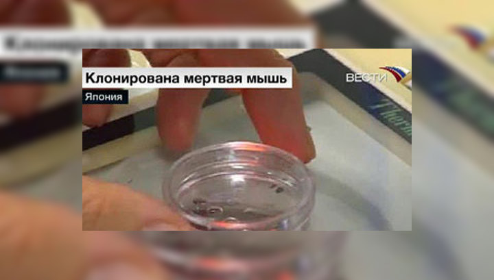 Ученые оживили мышь клонированием