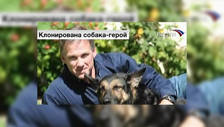 Клонирована собака, спасавшая людей во время терактов 11 сентября