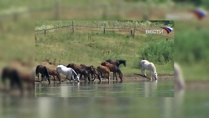В Казахстане водитель джипа сбил четырех лошадей