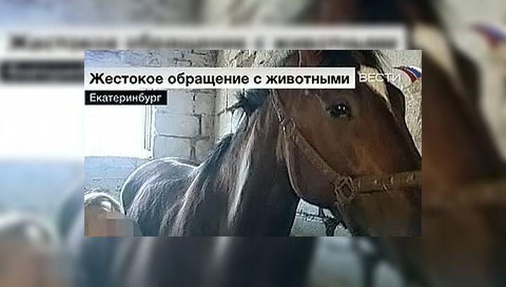 За жестокое избиение лошадей тренеры спортивной школы пойдут под суд