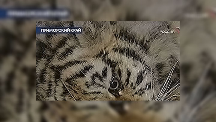В Приморье машина сбила редчайшего амурского тигра