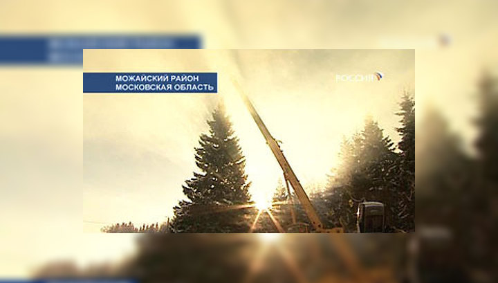 Московский Кремль украсит можайская ель