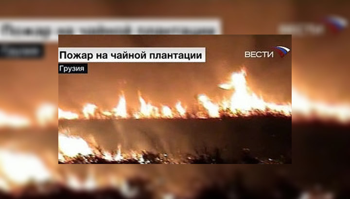 В Грузии сгорела чайная плантация