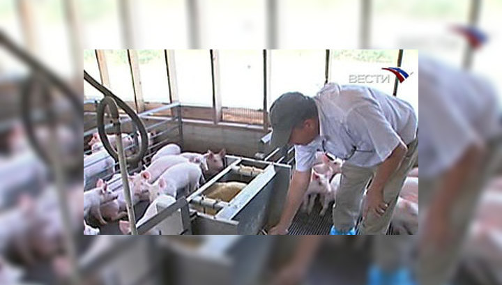 Генассамблея ООН обсудит проблему "свиного гриппа"