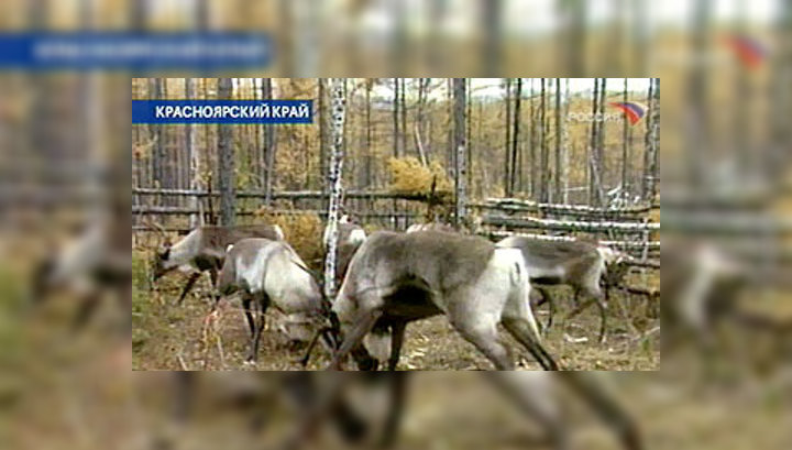 Полярный день приходит на российский Север