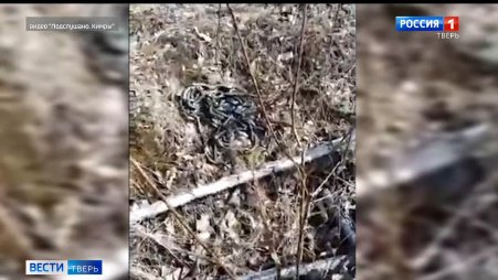 Теплая погода заставила гадюк подставить бока солнцу. Видео