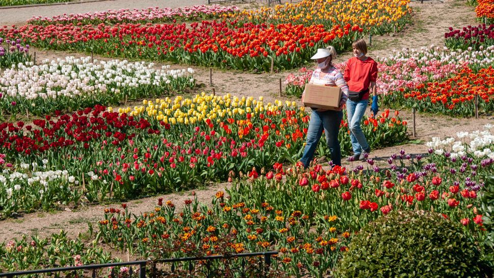 Тюльпаны из Никитского ботсада доставляют крымским врачам