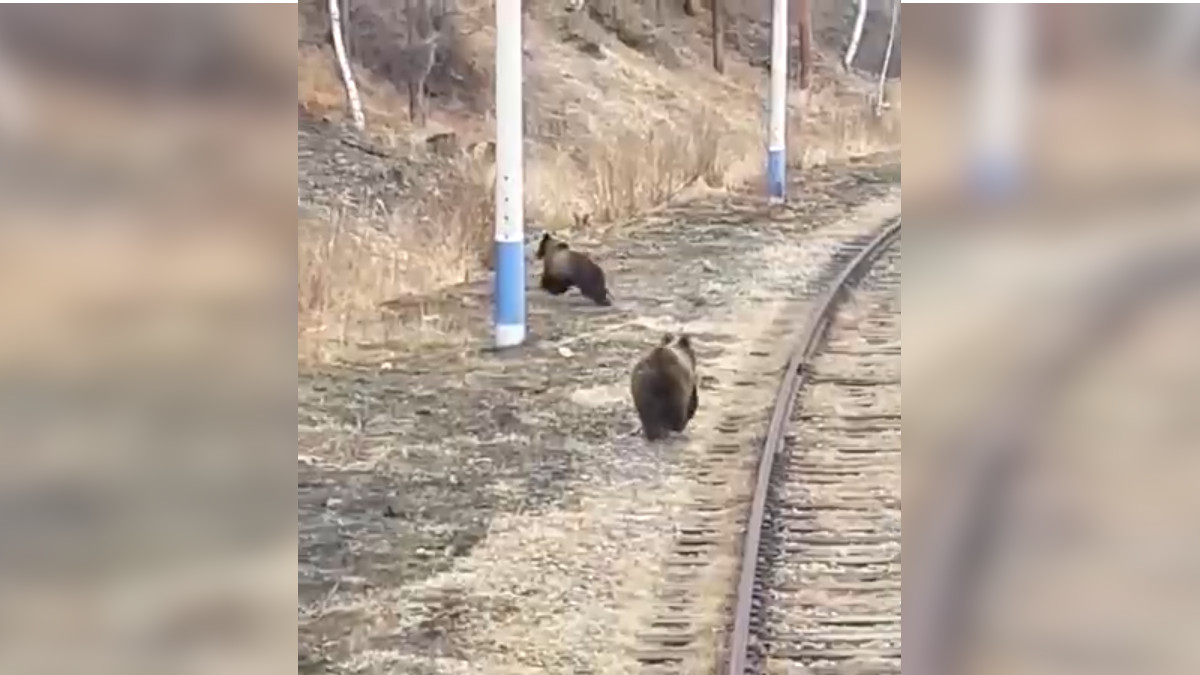Машинист отпугнул двух гуляющих по железной дороге медведей. Видео