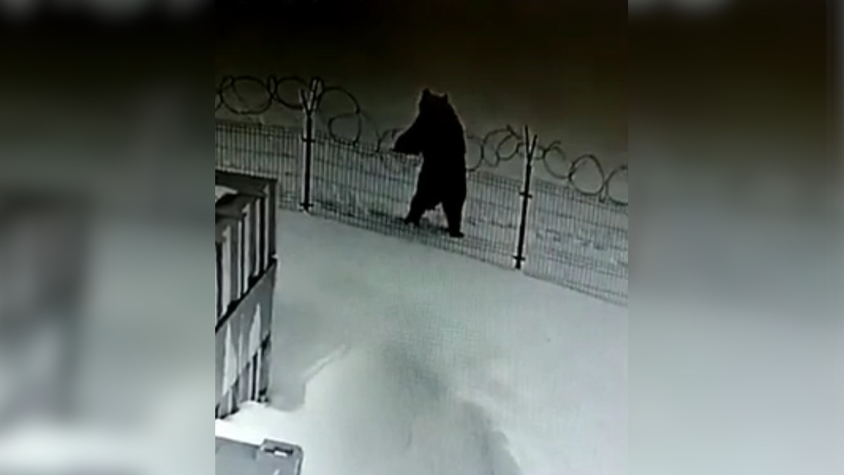 Колючая проволока не защитила сотовую вышку от любопытного медведя