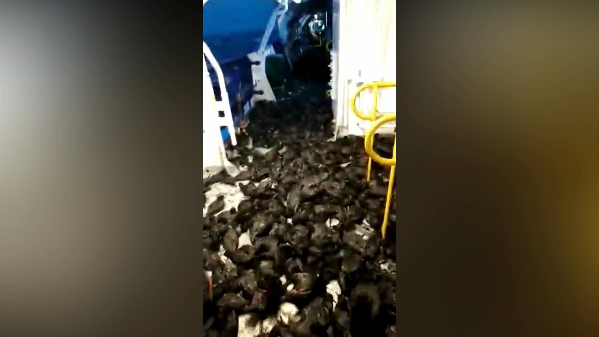 Буревестники "захватили" палубу зашедшего в порт Сахалина корабля