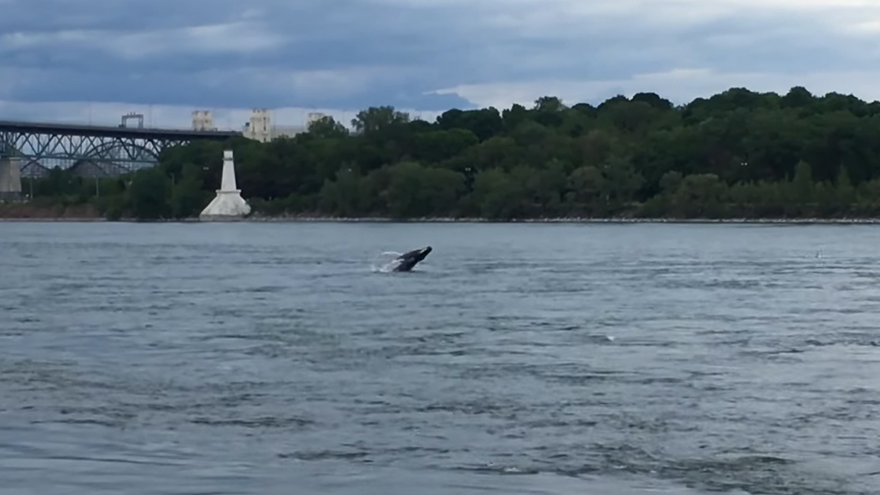 Жители Монреаля сняли на видео приплывшего по реке кита