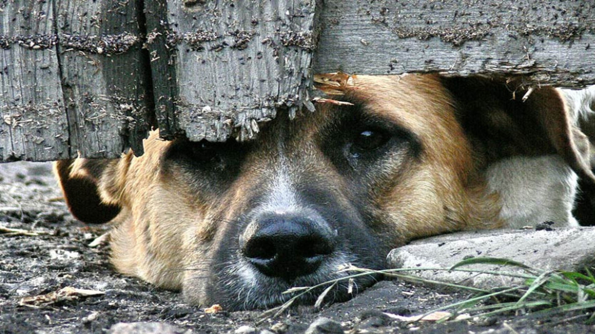 Двум ярославцам грозит реальный срок за жестокое обращение с животными