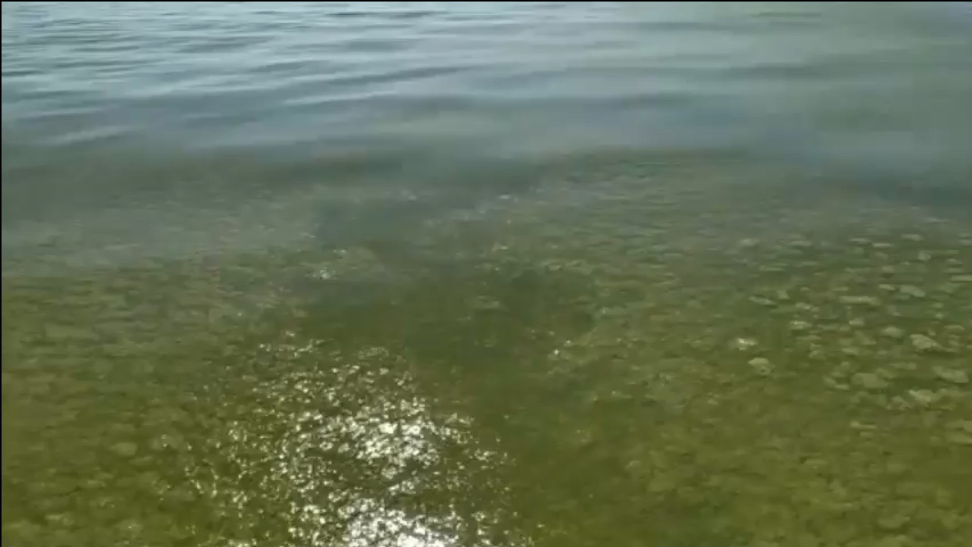 Черное море в Анапе позеленело