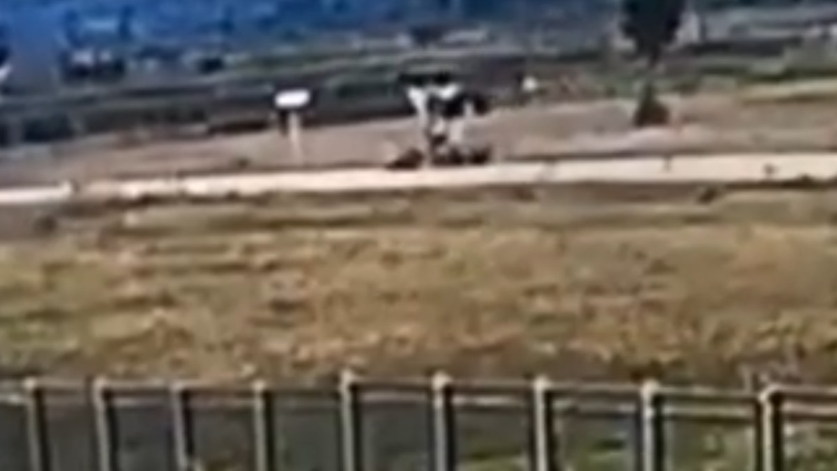 Водитель погрузчика покатал друзей на ковше и переехал их. Видео