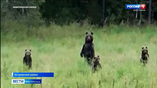 Охотник ловко построил диких медведей
