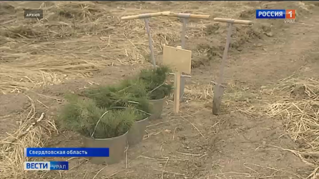 В Свердловской области восстановят 30 тысяч гектаров леса