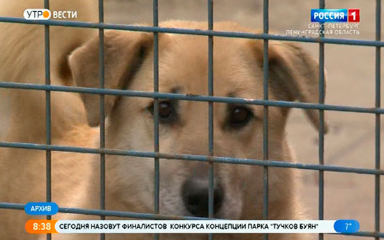 В Петербурге создадут государственные приюты для кошек и собак