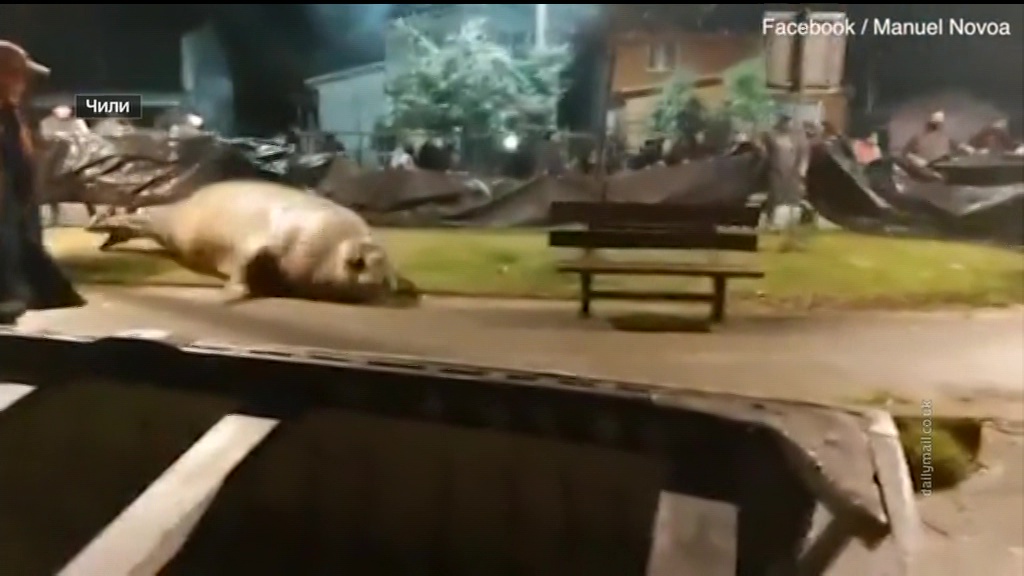 Появилось видео прогулки морского слона по улицам чилийского Пуэрто-Сиснеса