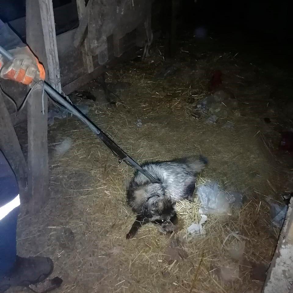 На Кубани енот забрался в сарай и устроил погром