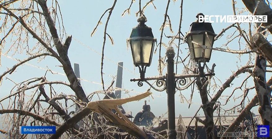 "Зеленые легкие" Владивостока могут не пережить ледяной катаклизм