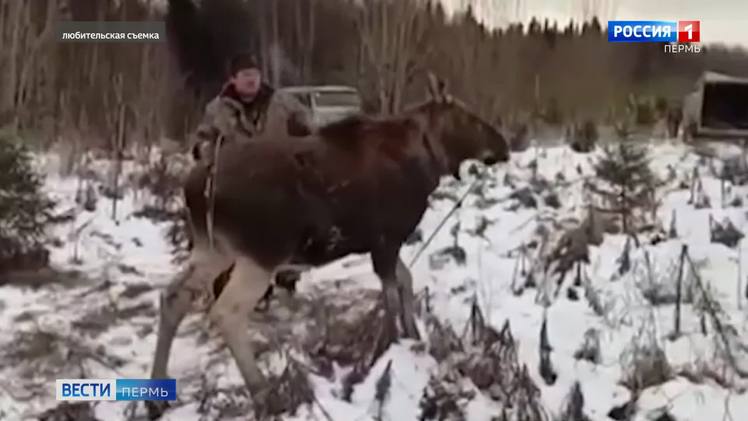 Охотоведы спасли заблудившегося в Перми лося