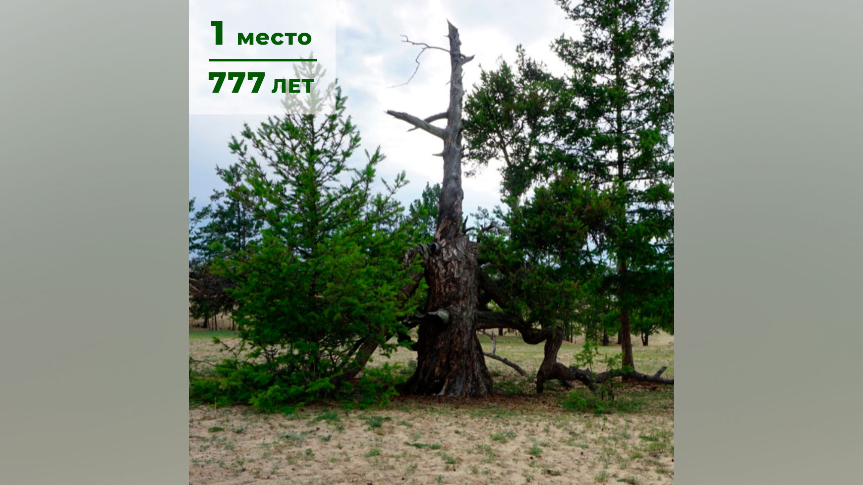 777 лет: названо самое старое дерево России