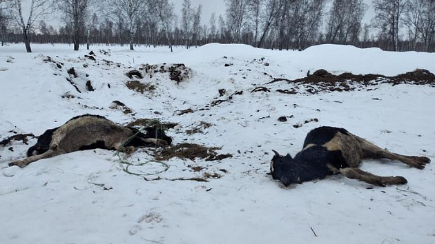 Новосибирский Минсельхоз: в Кыштовском районе коровы умерли от недостатка воды