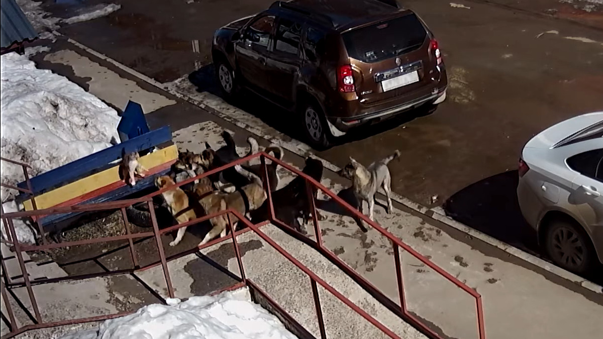 Отважный кот отбился от стаи собак и остался жив. Видео