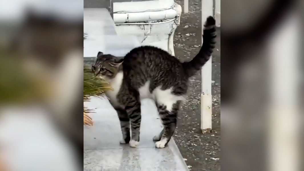 Отважный кот в Сочи расправился с собаками одним взглядом