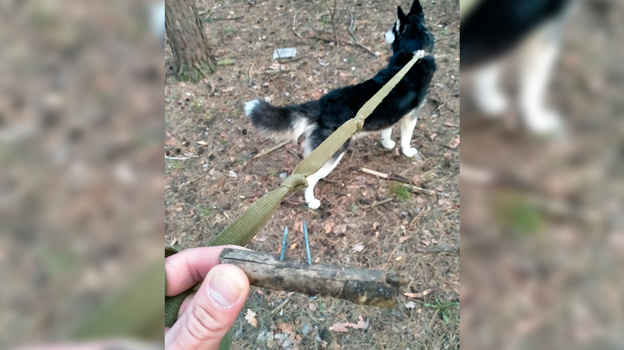 Догхантеры разбросали в воронежском парке сосиски с гвоздями