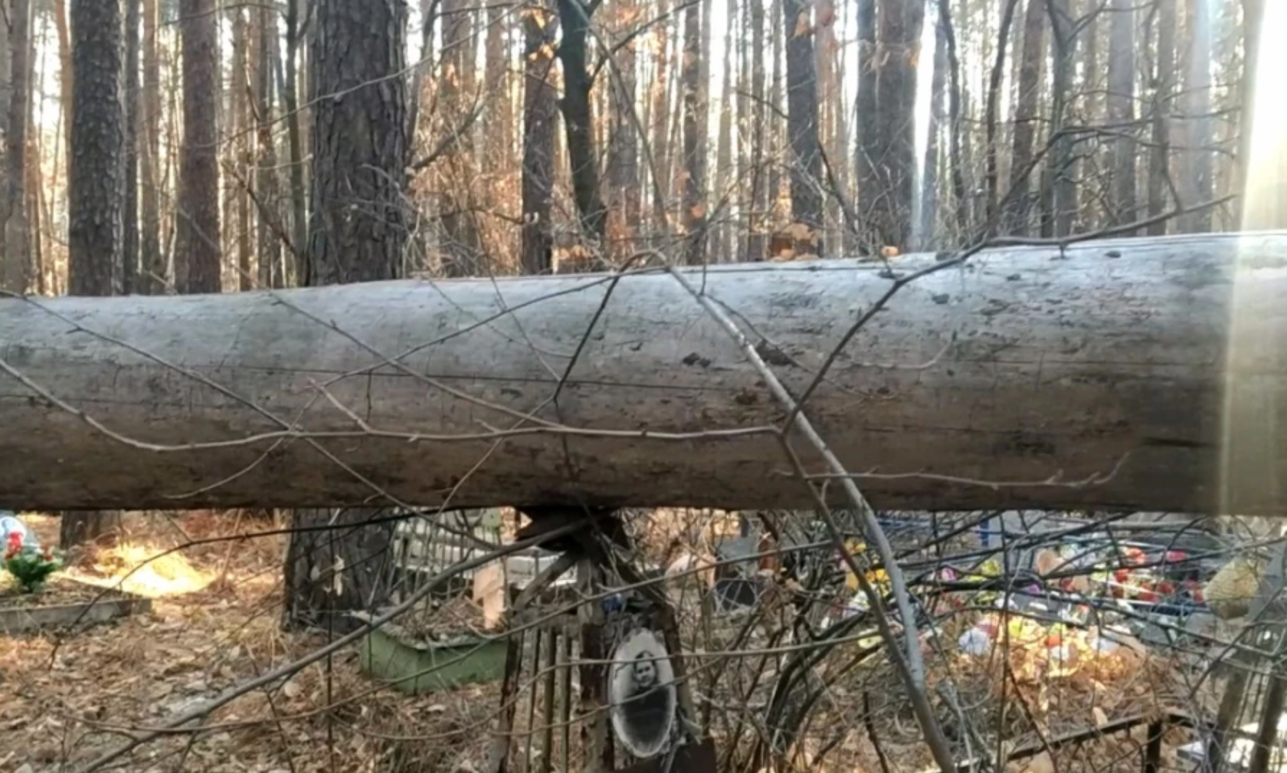 На кладбище в Екатеринбурге ветер повалил дерево прямо на могилы