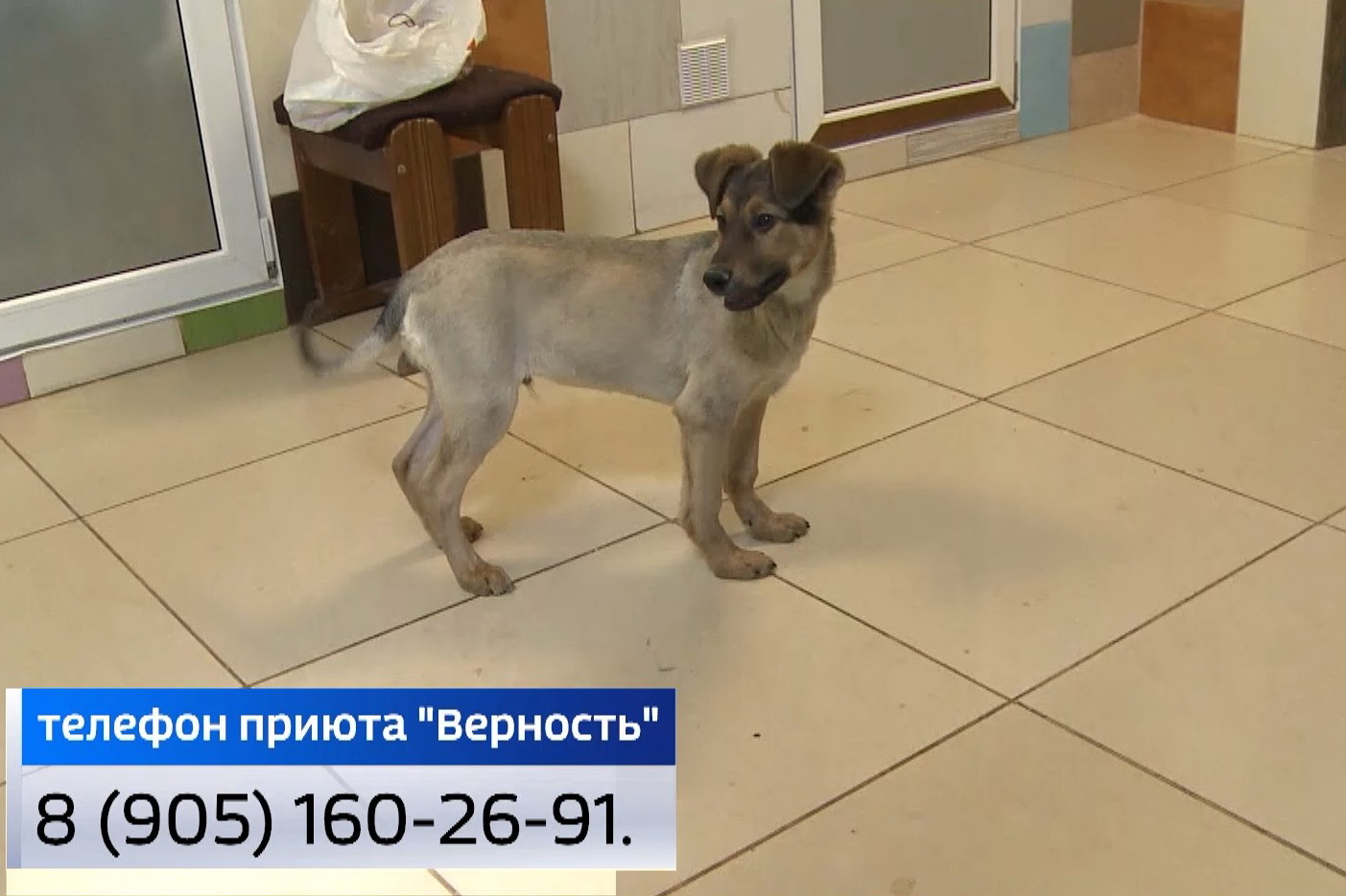 Спасенный из траншеи с гудроном щенок ждет своих хозяев