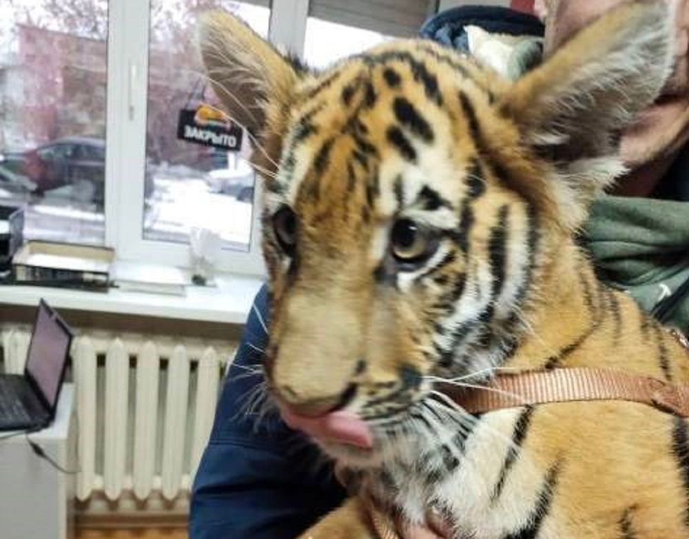 В ветклинике Череповца сделали прививку бенгальскому тигренку