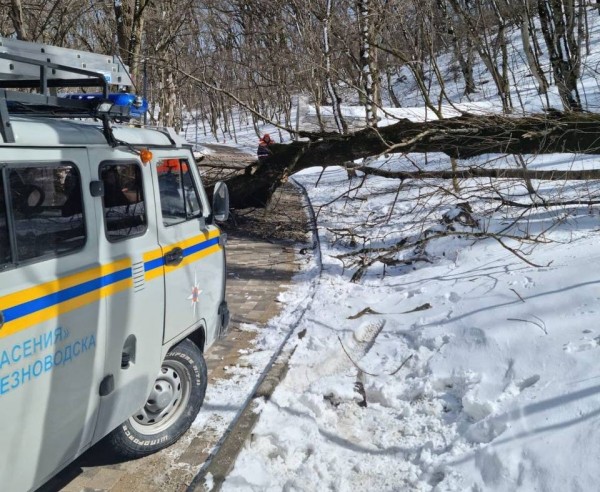 На Ставрополье ветер вырвал с корнем дерево, и оно рухнуло на людей