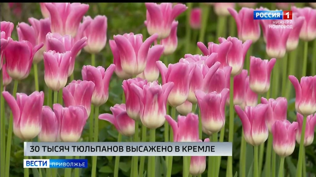 30 тысяч тюльпанов высажено в Нижегородском Кремле к летнему сезону