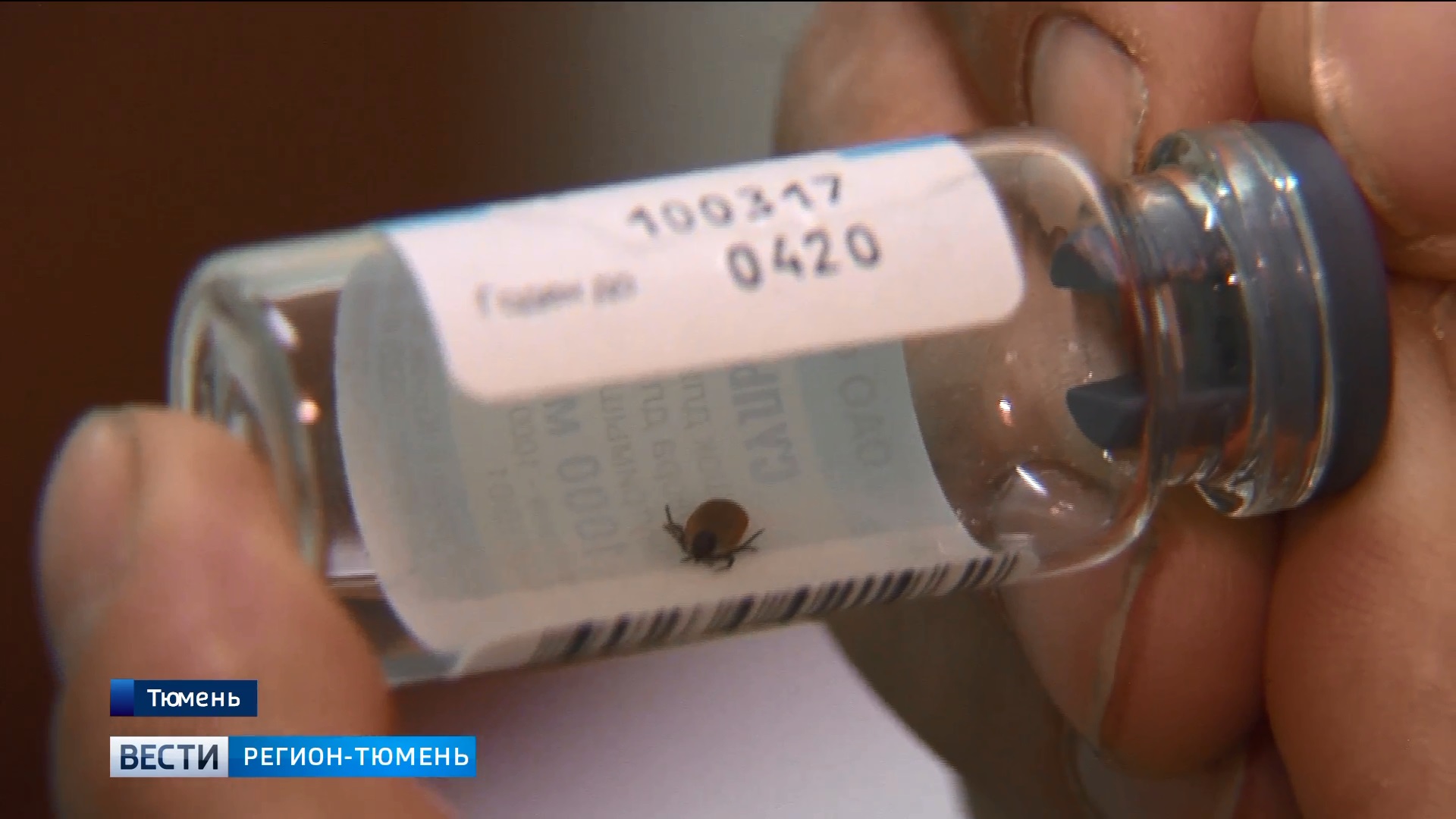 Почти 400 случаев присасывания клещей за день зафиксировали в Тюменской области