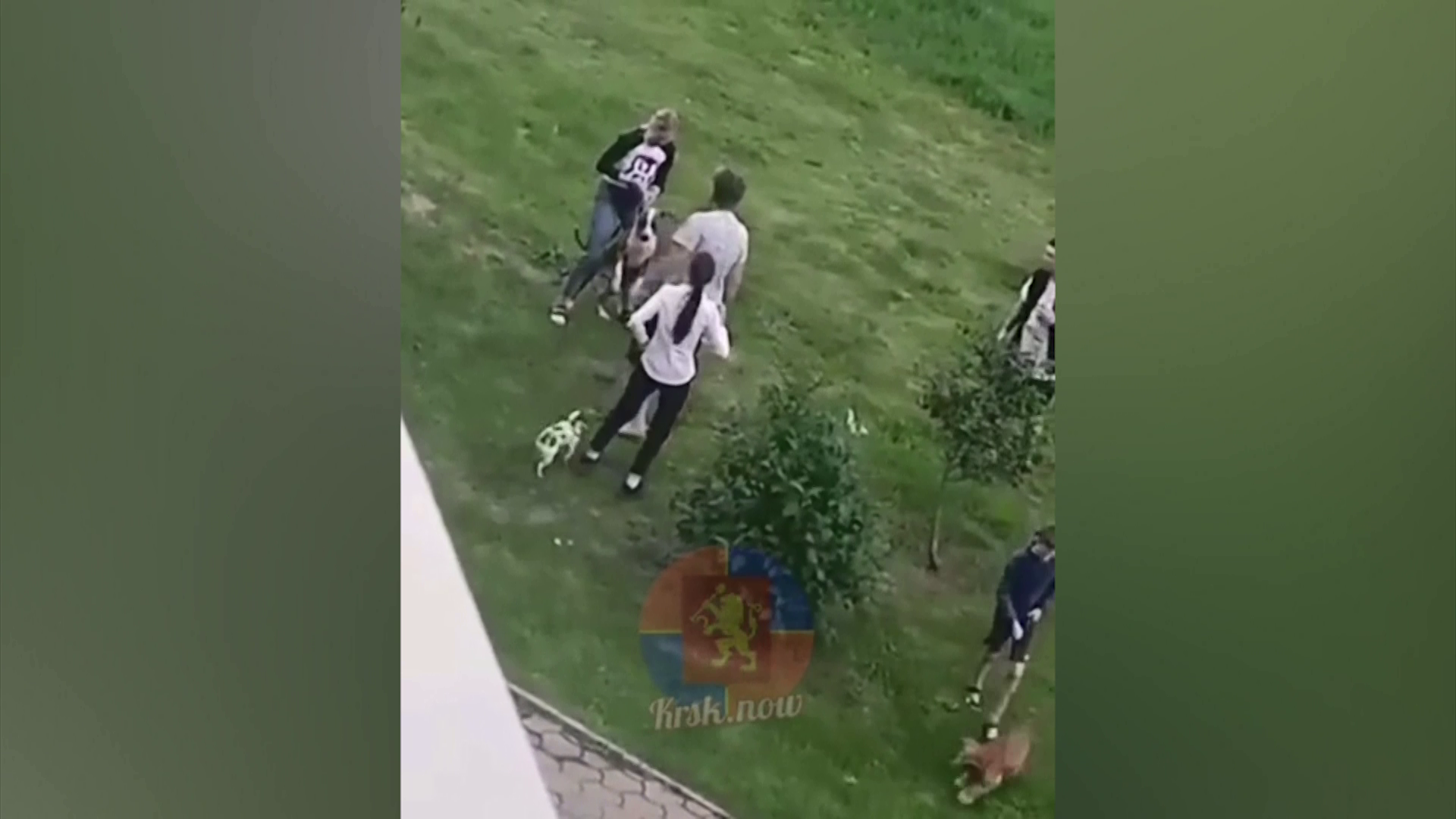 В Красноярске собачьи бои развернулись прямо под окнами домов