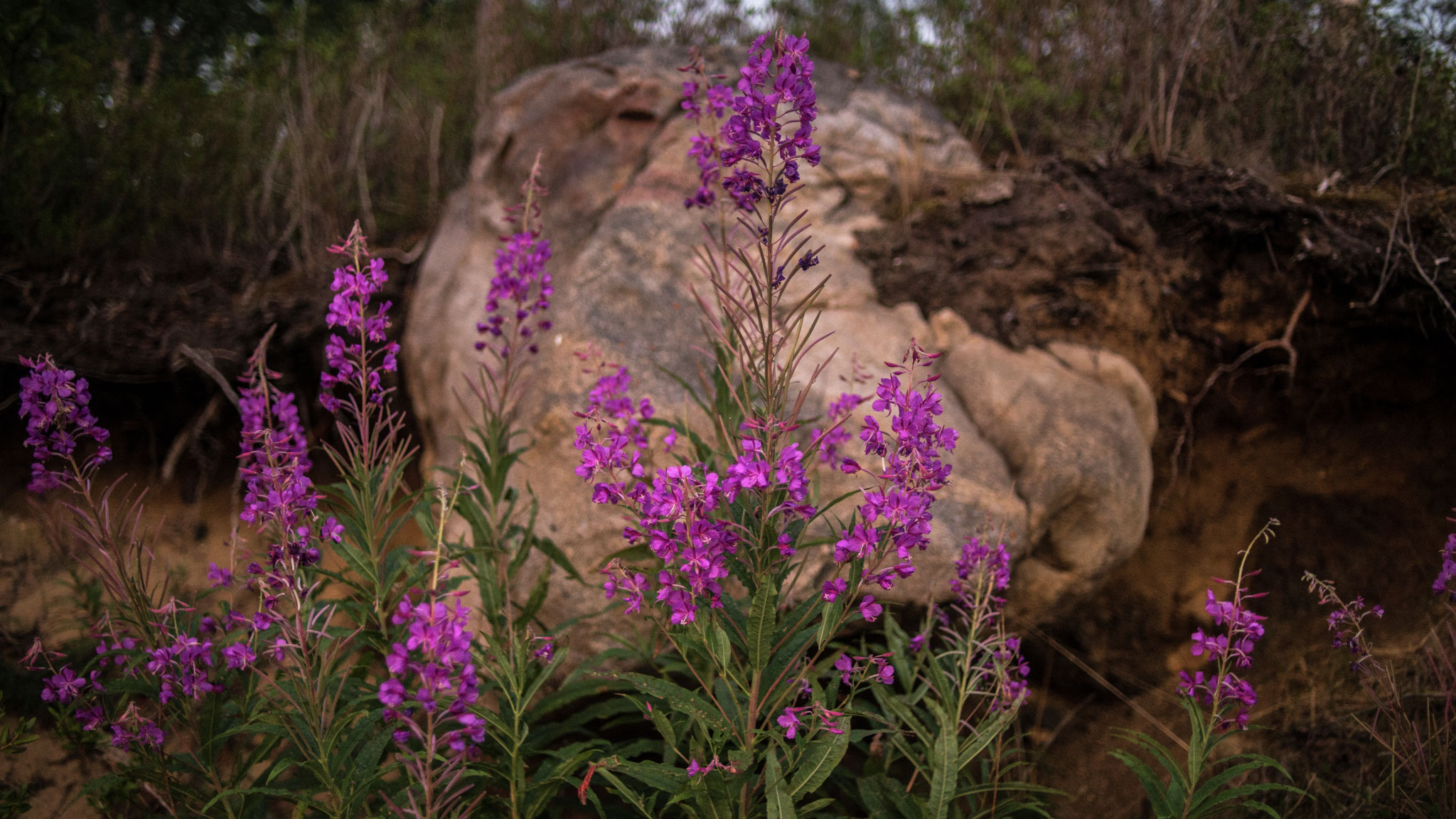 Вологда обеспечит Россию иван-чаем
