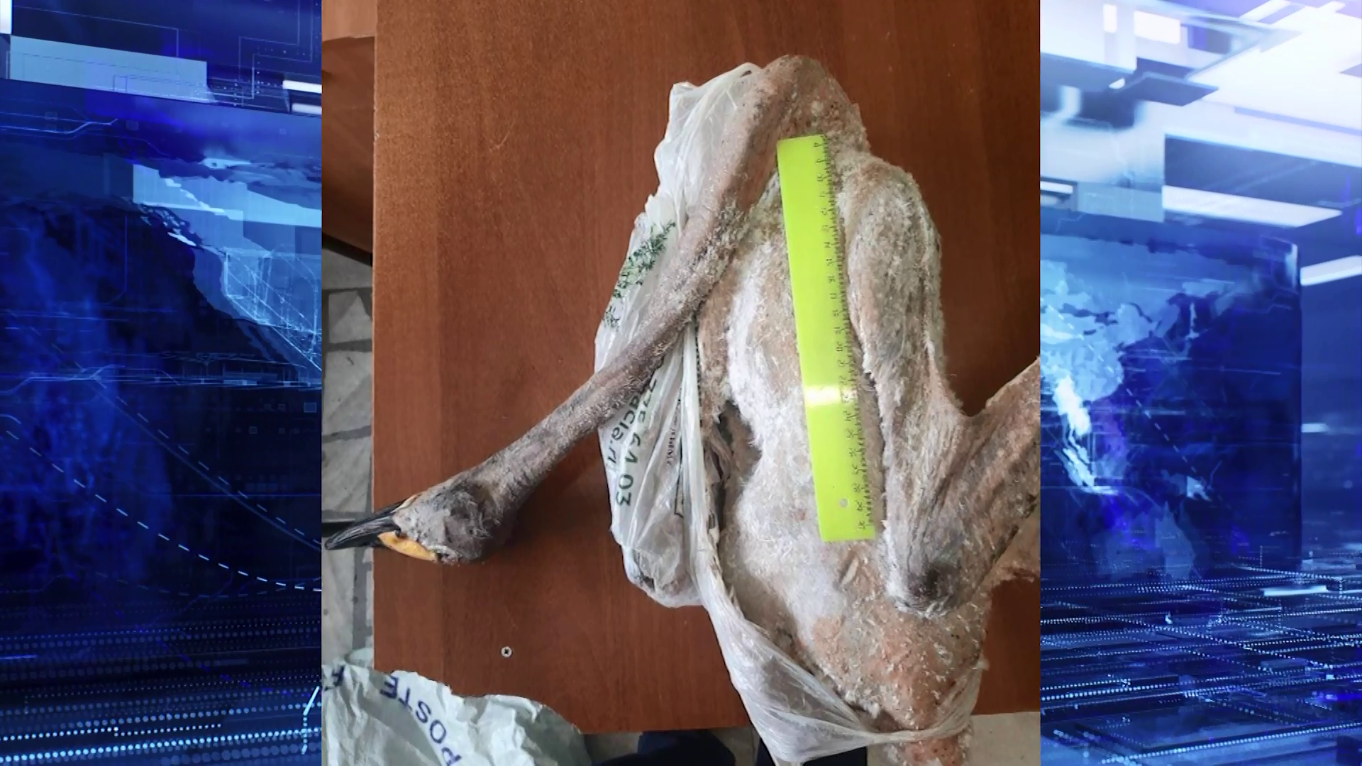На жителя Таймыра завели уголовное дело за добычу краснокнижной птицы